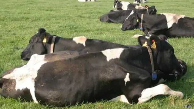 Vacas echadas en el pasto