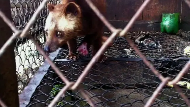 Animal em cativeiro na Indonésia