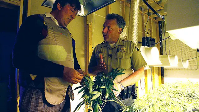 गांजा, चिलम, अमरीका, काले, गोरे, क़ानून