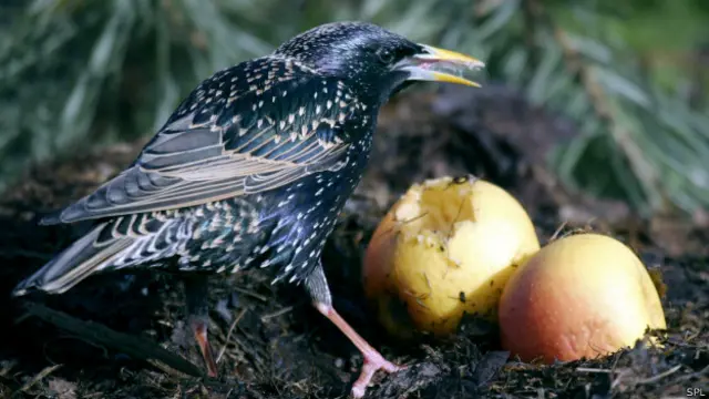 Los estorninos son uno de los vertebrados con el sistema visual más desarrollado, que les permite ver el mundo en cámara lenta.