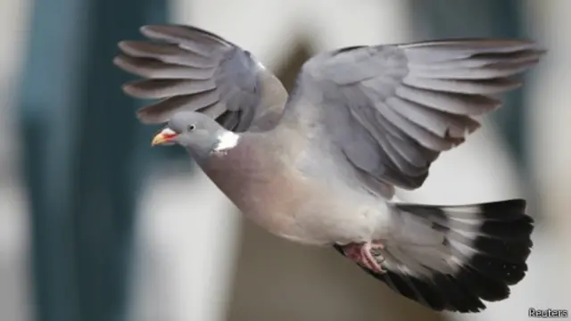 Pombo | Foto: Reuters