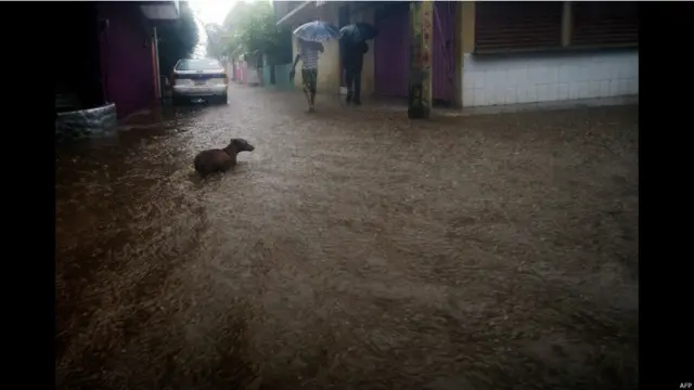Un perro trata de caminar por las calles inundadas de Acapulco, al sureste de Mexico tras el paso de una tormenta tropical llamada Manuel. 