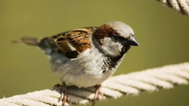 गौरैया, चिड़िया, मुहिम, दिलावर