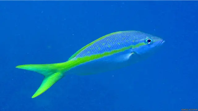 Pescadores disseram que alguns peixes, como o badejo e a garoupa, estão se tornando mais raras