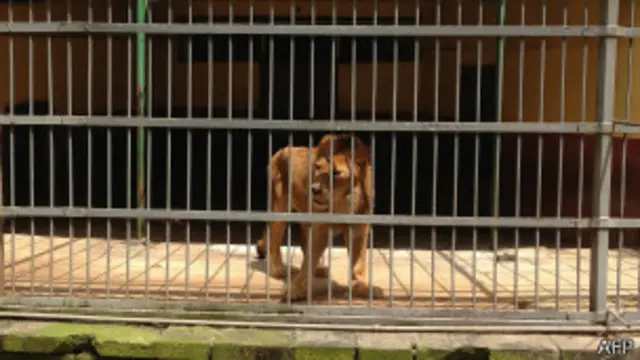 Лев в зоопарке в Аддис-Абебе