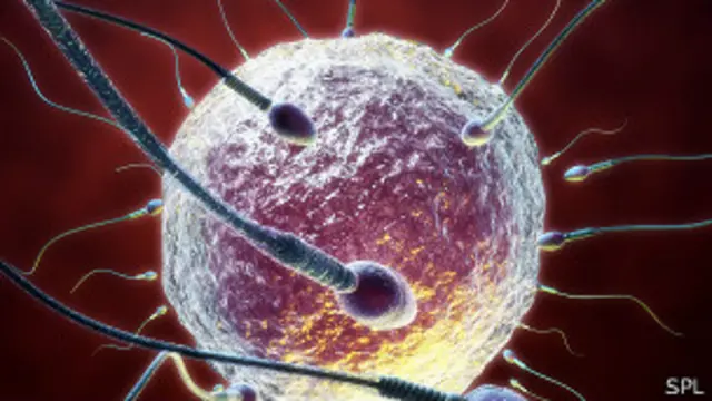 Ilustración de fertilización