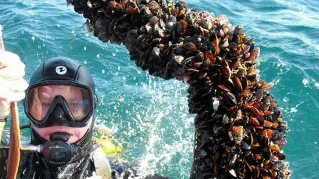 Устрична ферма