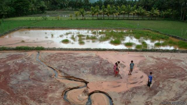 Campos de arroz contaminados