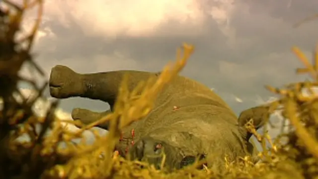 Cadáver de rinoceronte