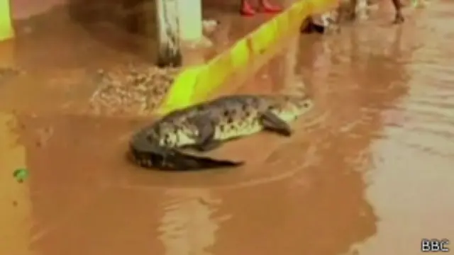 Crocodilo | Foto: BBC