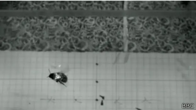 abelha enfrenta ventania | BBC