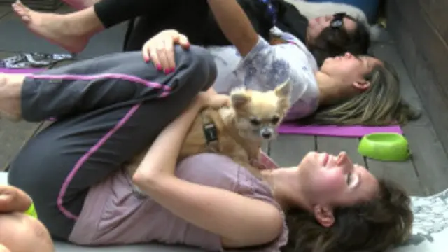 Os animais de estimação desempenham um papel em algumas posições