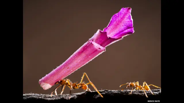 एक नन्ही चींटी के लिए एक बड़ा पुरस्कार