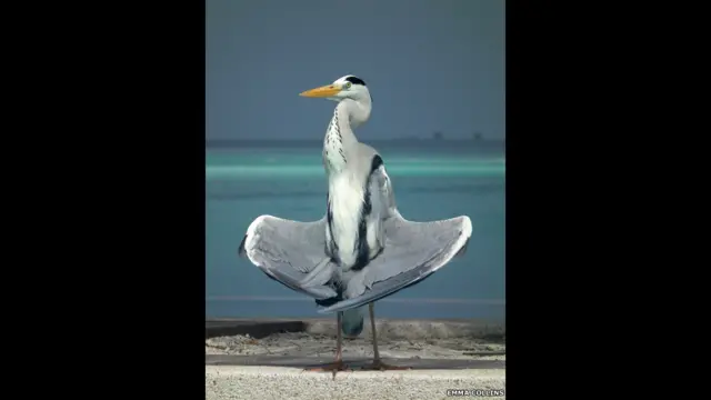 धूप के मज़े लेता बगुला