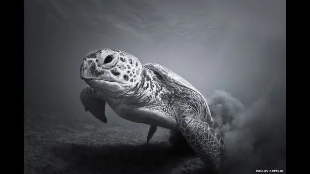 लाल सागर में एक कछुआ