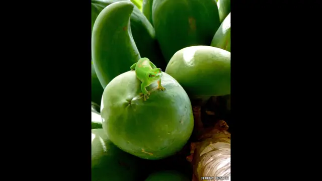 ग्रीडी ग्रीन गेको