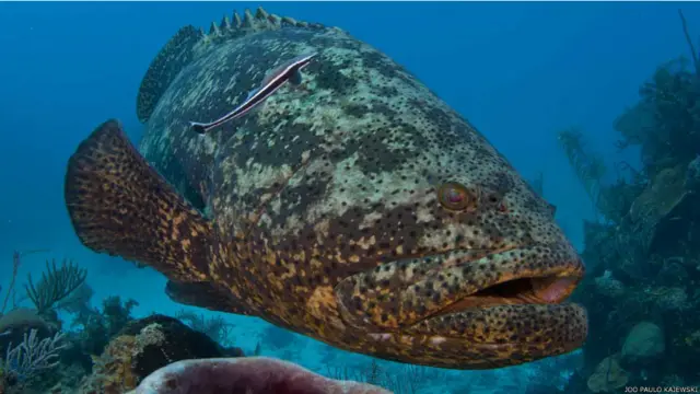 Pescadores disseram que alguns peixes, como o badejo e a garoupa, estão se tornando mais raras