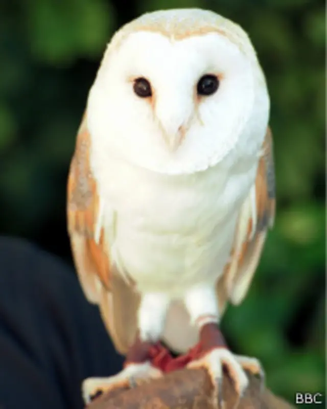 उल्लू अंगुठी लेकर चर्च की छत पर बेहद आराम से बैठा रहा.