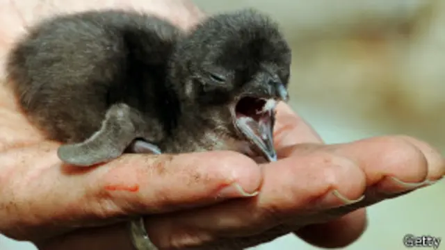 Cría de pingüino azul