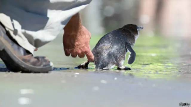 Pingüino azul regresa al mar animado por un trabajador de vida silvestre