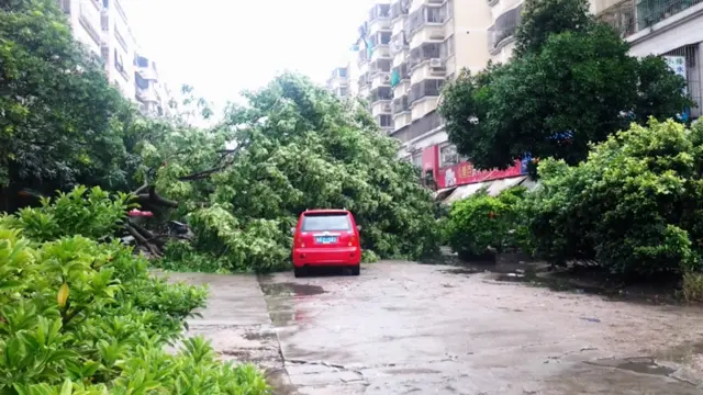 جاپانی زبان میں اساگی کا مطلب ہے خرگوش۔