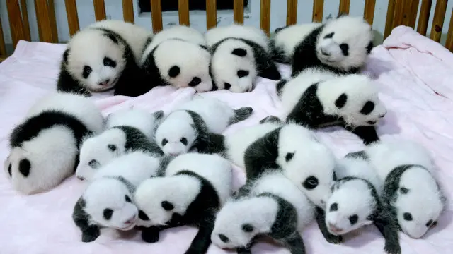 大熊猫幼崽