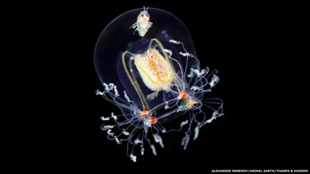 Ubur-ubur jenis bougainvillia