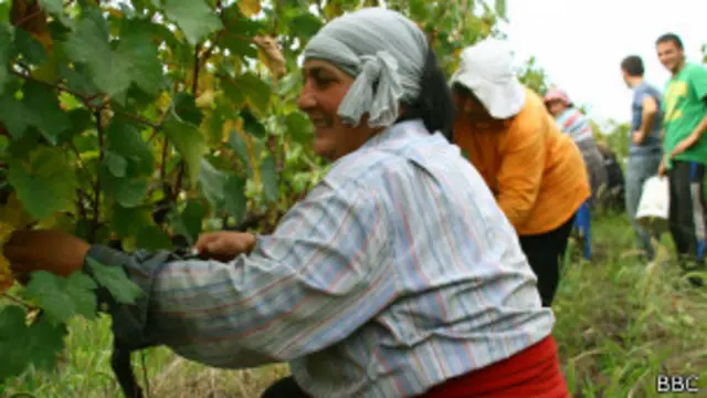 Сбор винограда в Грузии