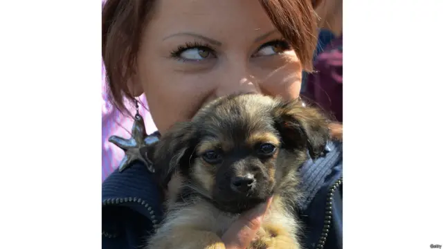 रोमानिया में आवारा कुत्तों के खिलाफ कानून बना