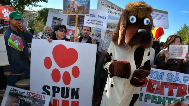 रोमानिया में आवारा कुत्तों के खिलाफ कानून बना