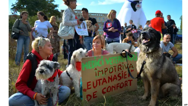 रोमानिया में आवारा कुत्तों के खिलाफ कानून बना