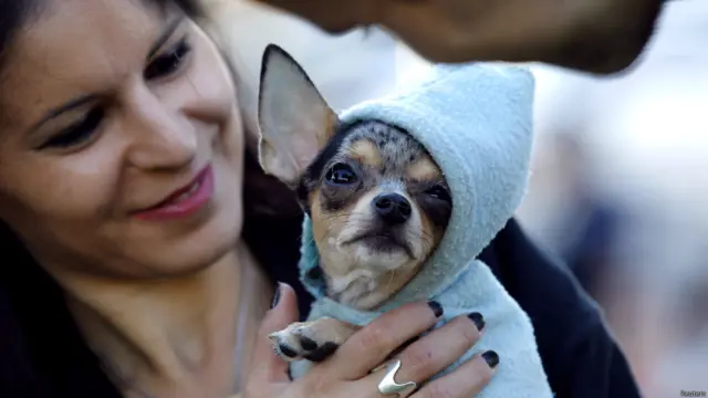 रोमानिया में आवारा कुत्तों के खिलाफ कानून बना