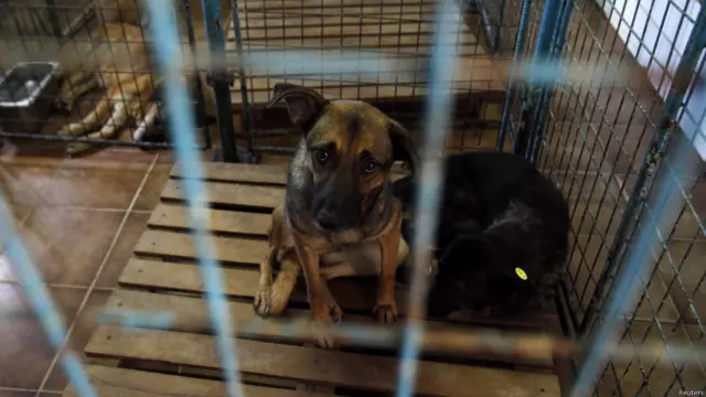 रोमानिया में आवारा कुत्तों के खिलाफ कानून बना