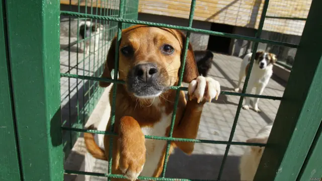 रोमानिया में आवारा कुत्तों के खिलाफ कानून बना