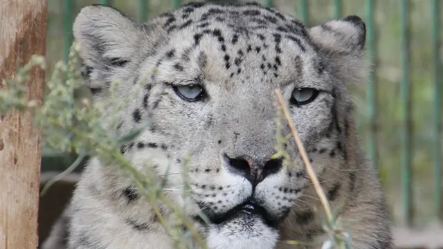 برفانی چیتا