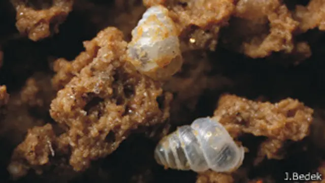 Nueva especie de caracol traslúcido