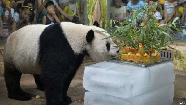 Panda | Crédito: AFP