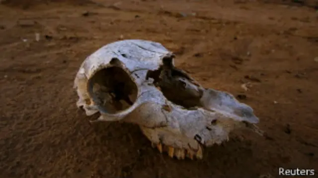 Caveira de animal | Crédito: Reuters