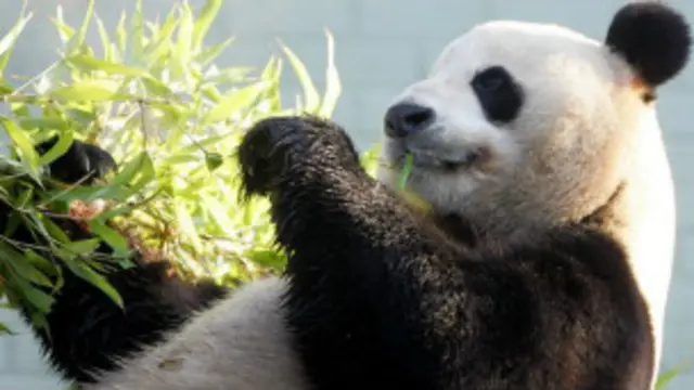 قومی چڑیا گھر میں جانوروں کو خوراک کی فراہمی جاری رہے گی