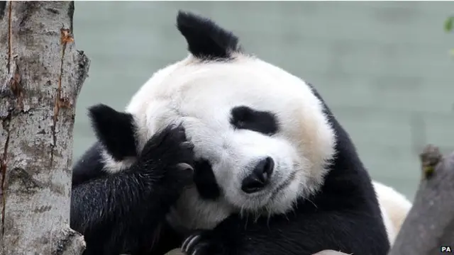 Tian Tian, oso panda del zoológico de Edimburgo