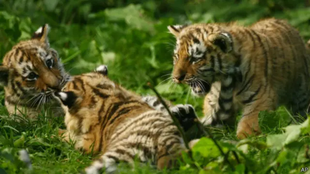 3隻11周大的東北虎崽