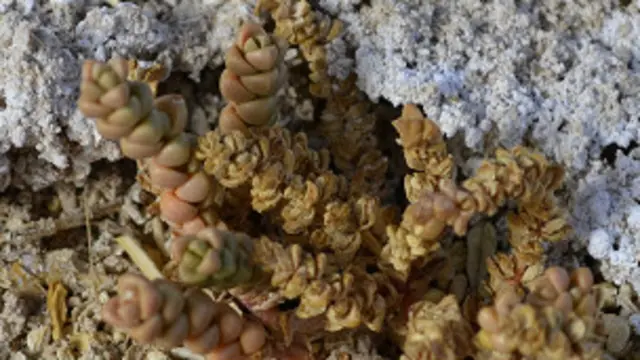 Nitrophila atacamensis