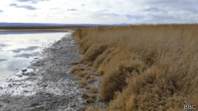 Nitrophila atacamensis