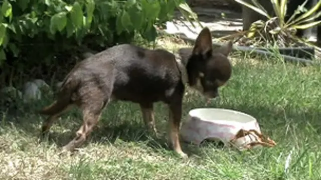 Miracle Milly já havia sido reconhecida anteriormente como menor filhote do mundo