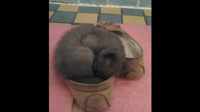 Фото: Урсула