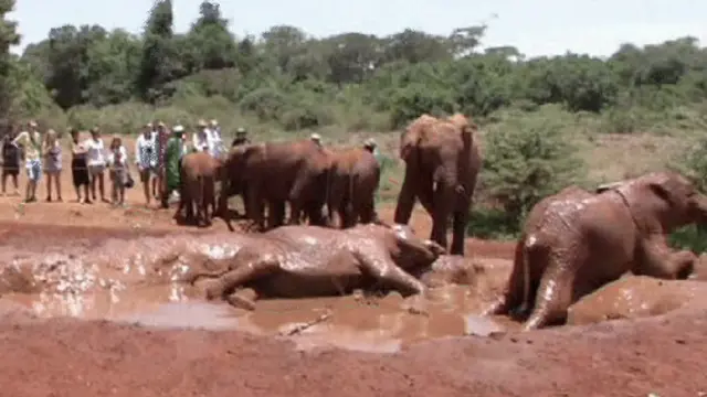 Ubukerarundo ni ubwa kabiri mu kwinjiriza Kenya amahera y'agaciro nyuma y'icayi