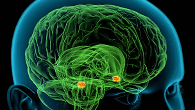 سائنسدانوں کے مطابق انسانی دماغ ایک ارب سے زیادہ نیوران پر مشتمل ہے