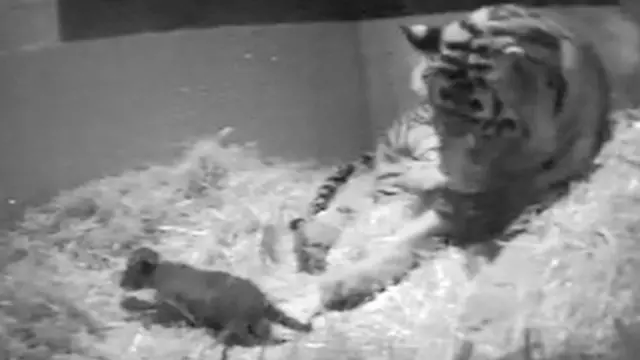 अपने शावक के साथ मेलाटी