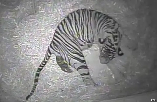 Nacimiento de un tigre