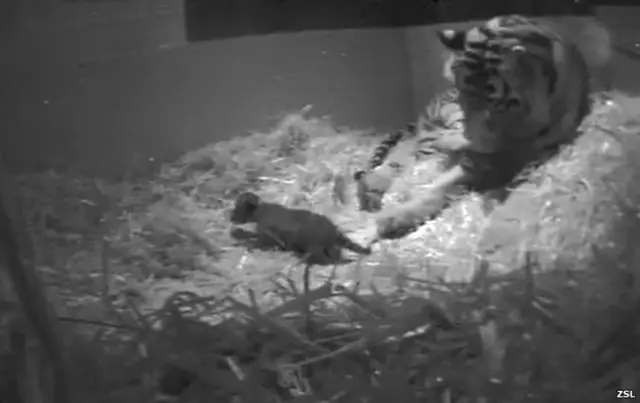 Nacimiento de un tigre